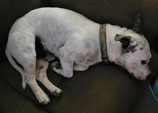 Casper curled up AND lying down!